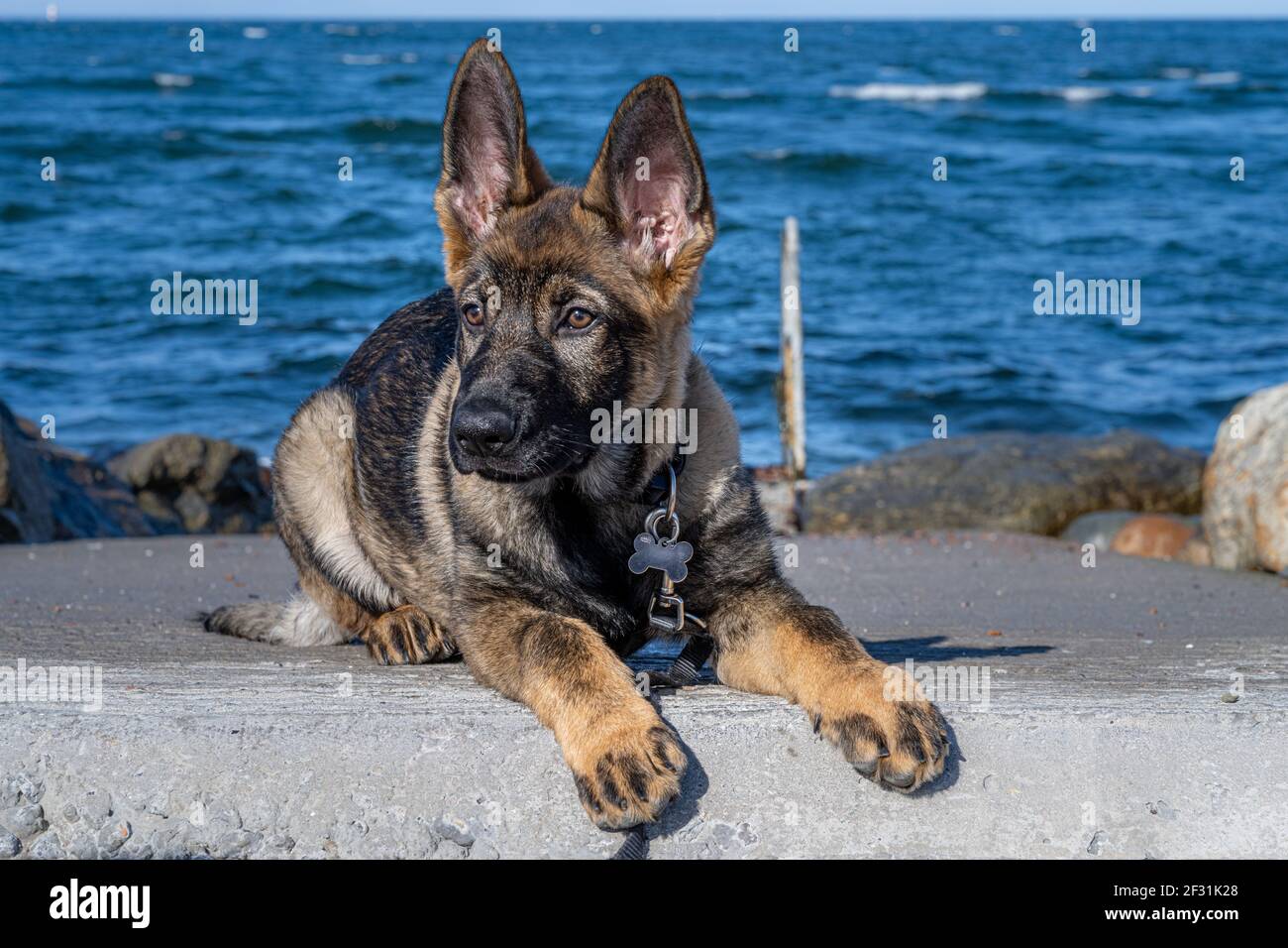 Un ritratto da vicino di un cucciolo di pastore tedesco di quindici settimane. Cielo blu e oceano sullo sfondo Foto Stock