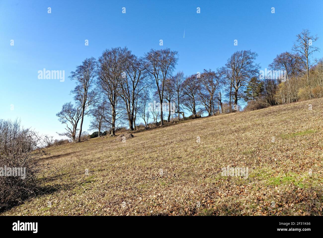 Alberi di faggio senza frondolo, Fagus Sylvatica, sul North Downs nelle colline di Surrey Inghilterra Regno Unito Foto Stock