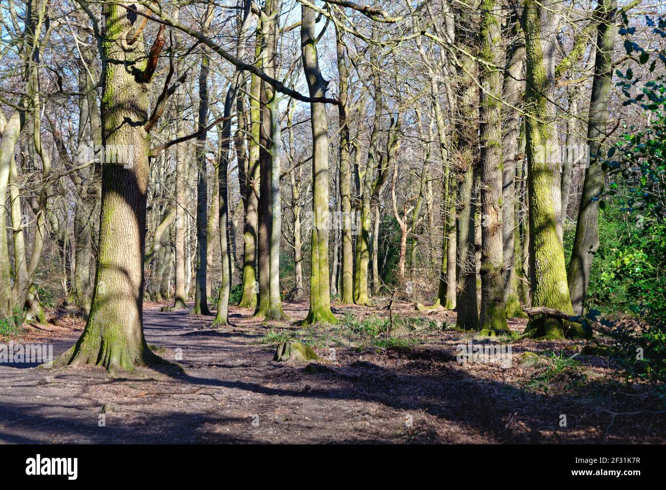 Alberi di faggio senza frondoli in un bosco sulle colline del Surrey di North Downs, vicino a Dorking Inghilterra UK Foto Stock