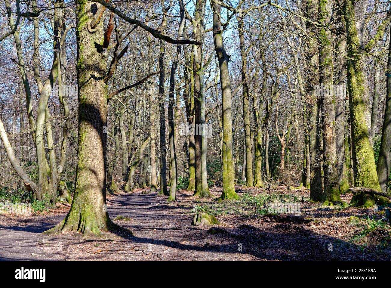 Alberi di faggio senza frondoli in un bosco sulle colline del Surrey di North Downs, vicino a Dorking Inghilterra UK Foto Stock