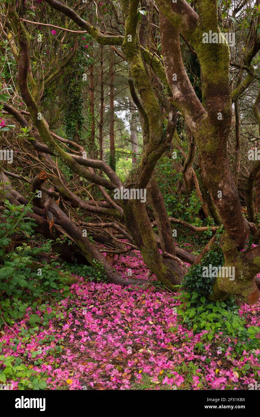 Foresta incantata con alberi antichi e petali di fiori Foto Stock