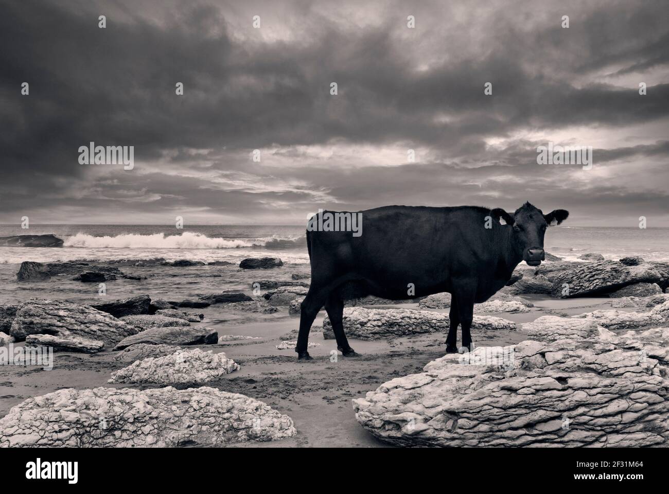 Black Cow, con il cielo drammatico dietro, parte di un allevamento biologico di bestiame, andando a mungere sulla fattoria costiera a White Park Bay Coast, County Antrim, Irlanda del Nord Regno Unito Foto Stock