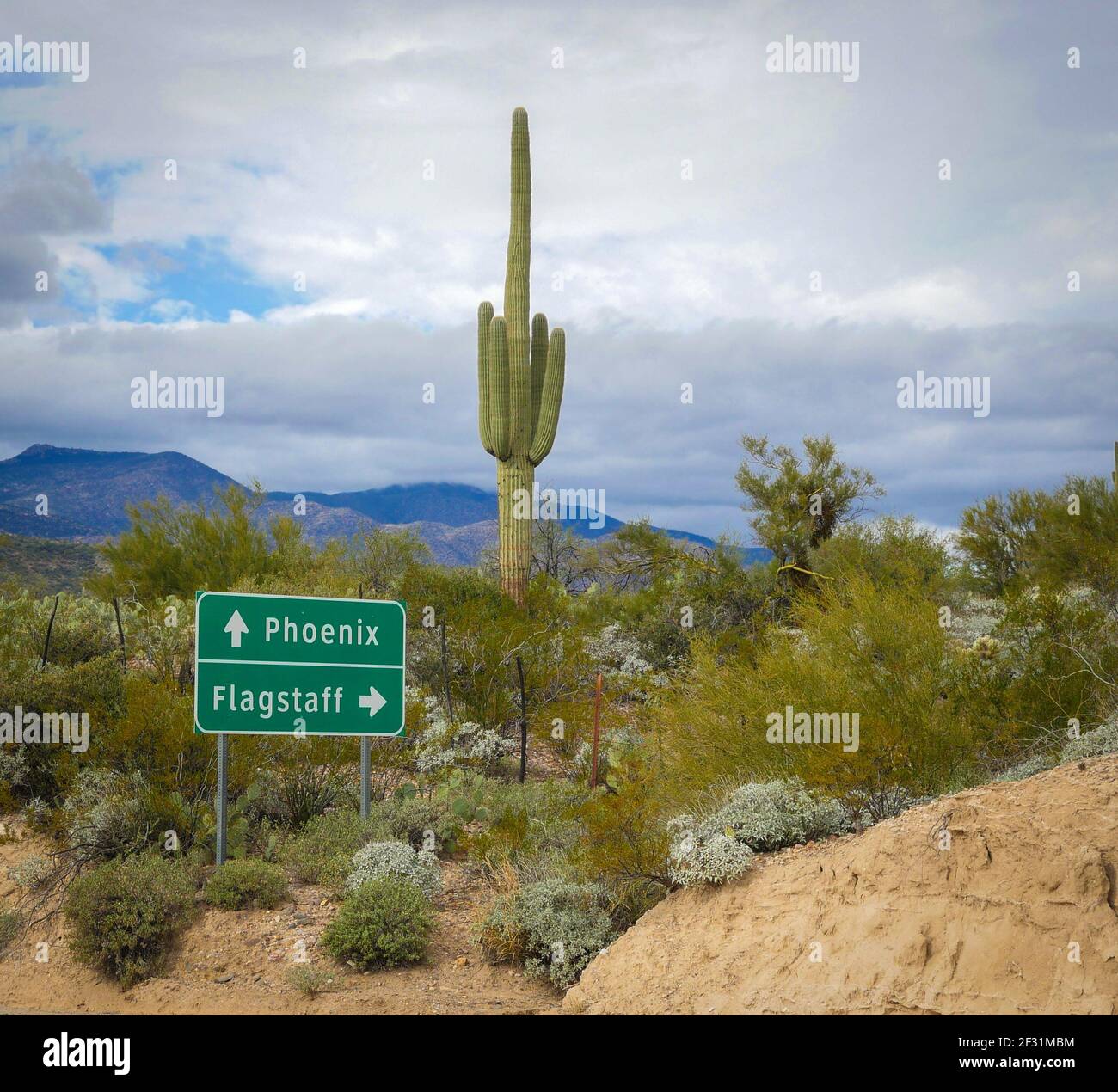 Saguaro Cactus con Phoenix e Flagstaff Arizona segni Foto Stock