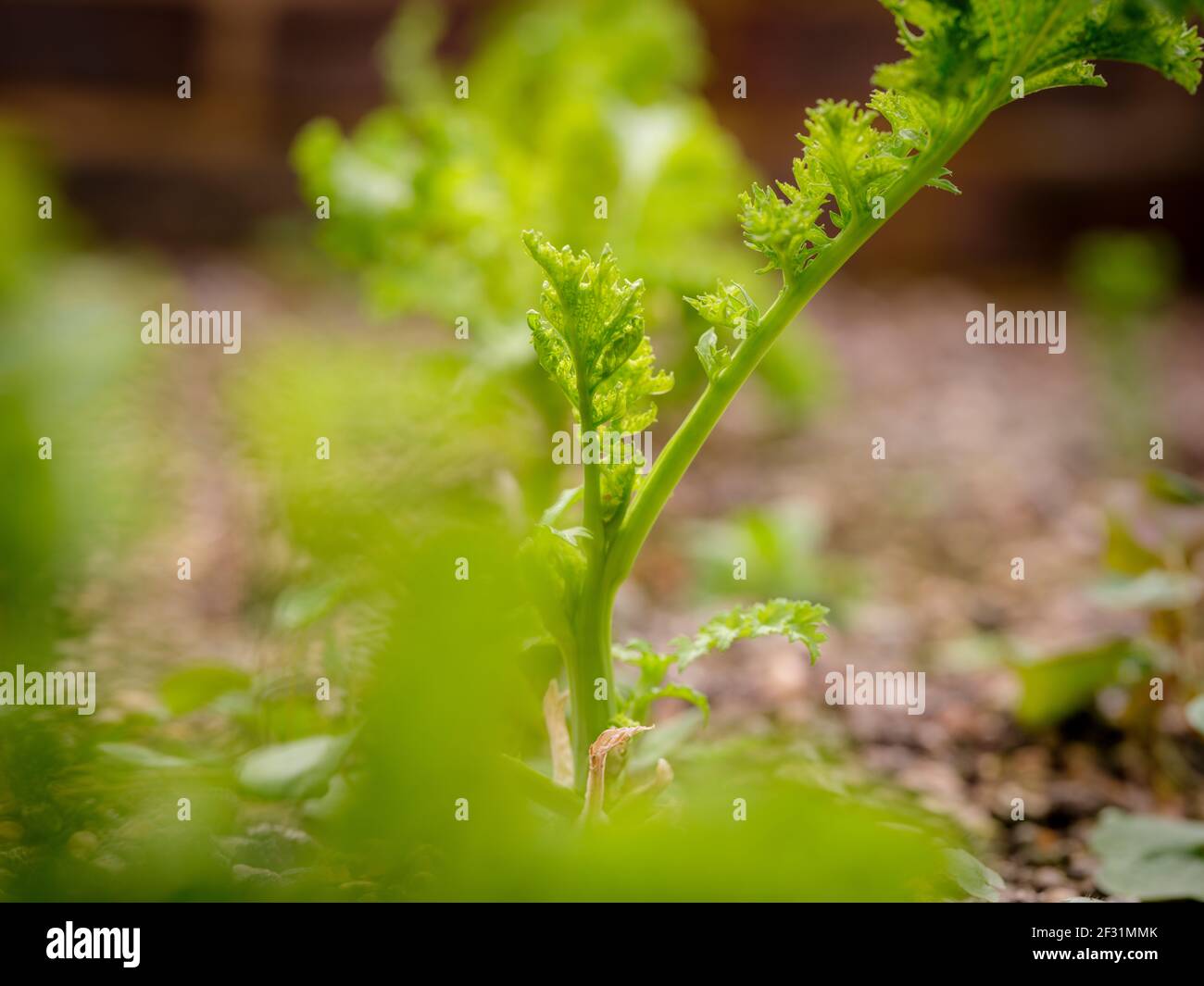 Insalata di Lockdown: Un giardiniere che raccoglie foglie di insalata fatte in casa. Foto Stock