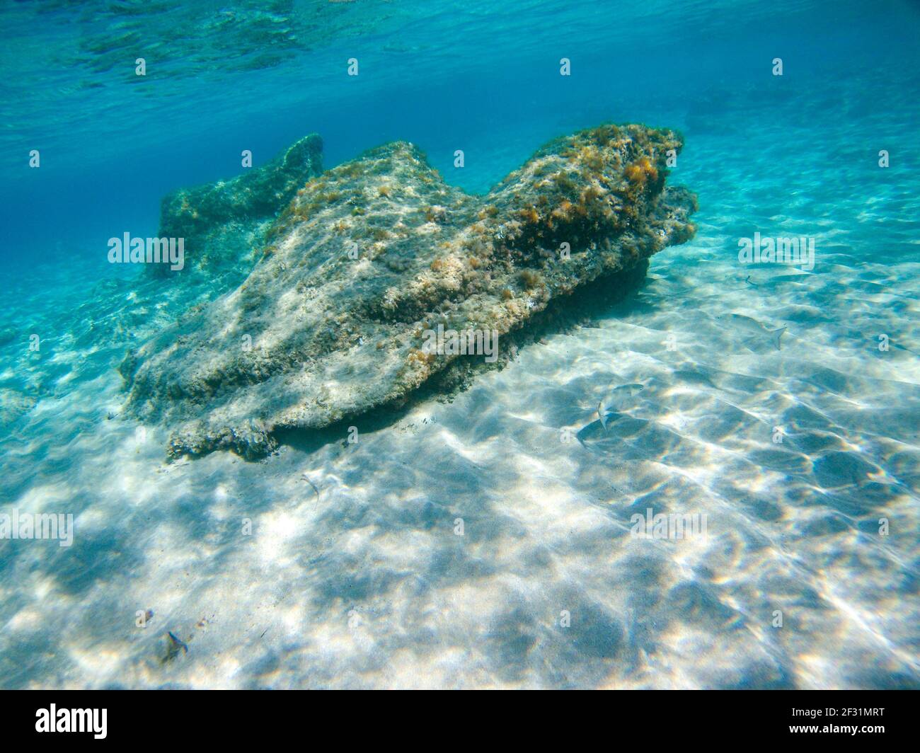 Fauna sottomarina, pesci d'argento sulla sabbia fondo di mare in Sunbeam vicino grande roccia nelle acque blu limpide del Mar Ionio in Grecia. Immersioni, osservare i pesci in profondità Foto Stock