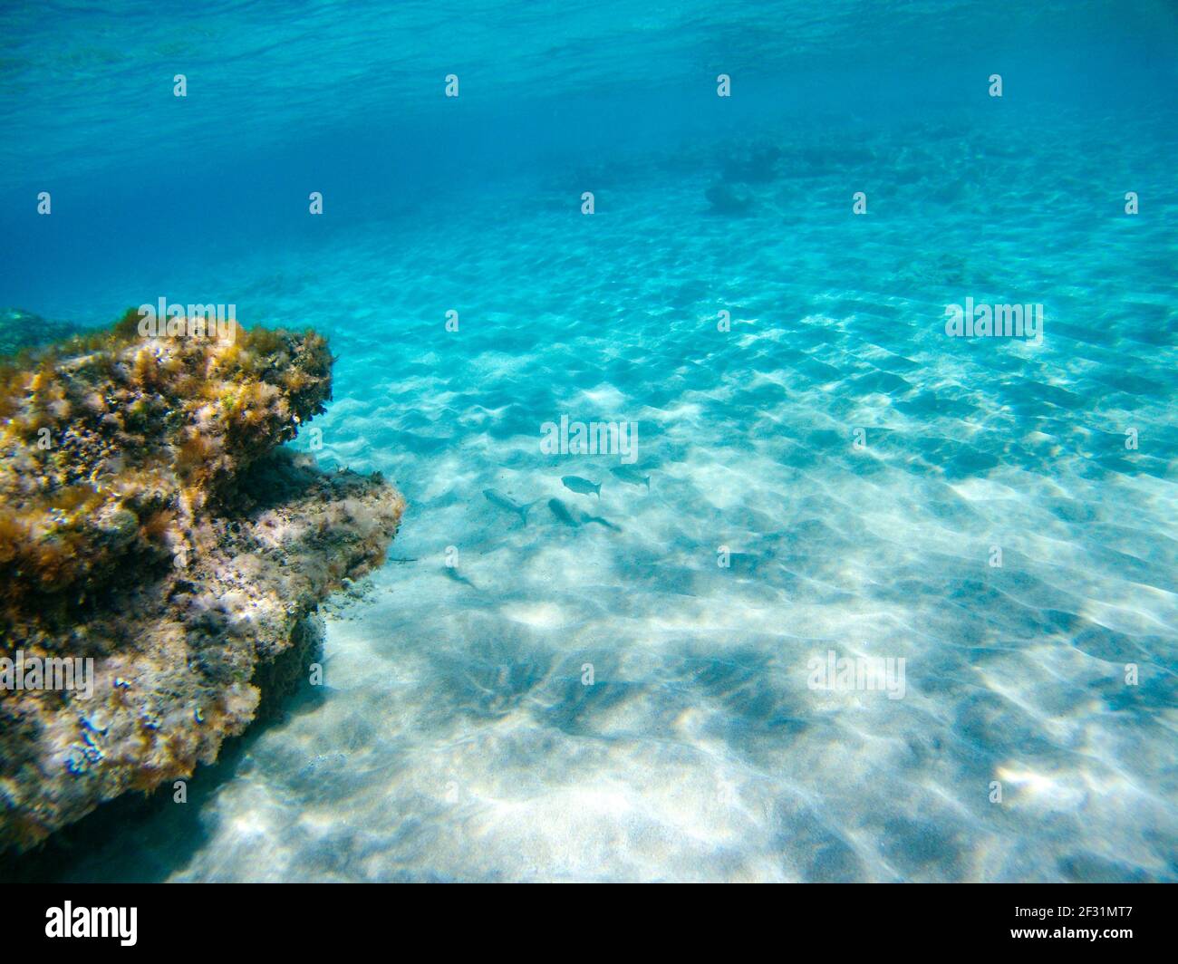 Fauna sottomarina, pesce argentato sulla sabbia fondo di mare in Sunbeam vicino rocce nelle acque blu limpide del Mar Ionio in Grecia. Immersioni, guardando i pesci in profondità nel wil Foto Stock