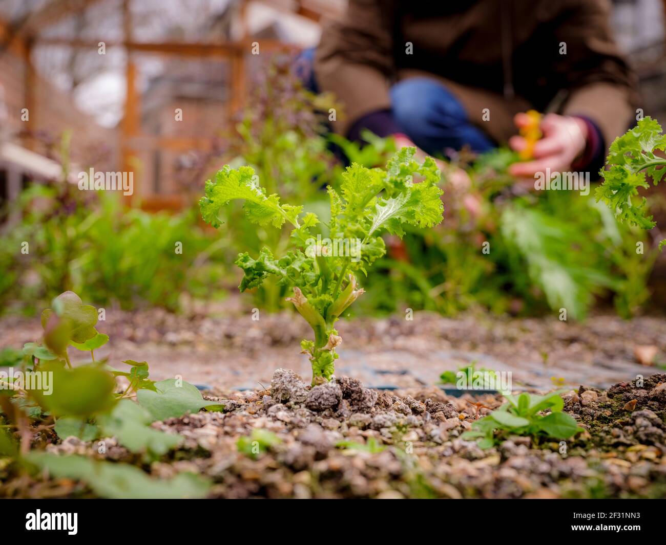 Insalata di Lockdown: Un giardiniere che raccoglie foglie di insalata fatte in casa. Foto Stock