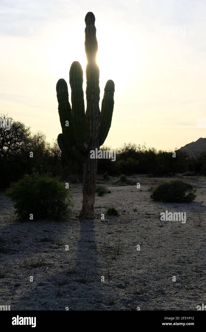 pachycereus pringlei a forma di mano, il cardon gigante messicano, o cactus elefante, Valle dei Giganti, San Felipe, Baja California; luce solare peering. Foto Stock