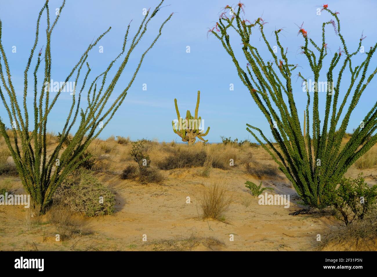Pachycereus pringlei, cardon gigante messicano, cactus elefante incorniciato da due arbusti di ocotillo in fiore; Valle dei Giganti, San Felipe, Baja California. Foto Stock
