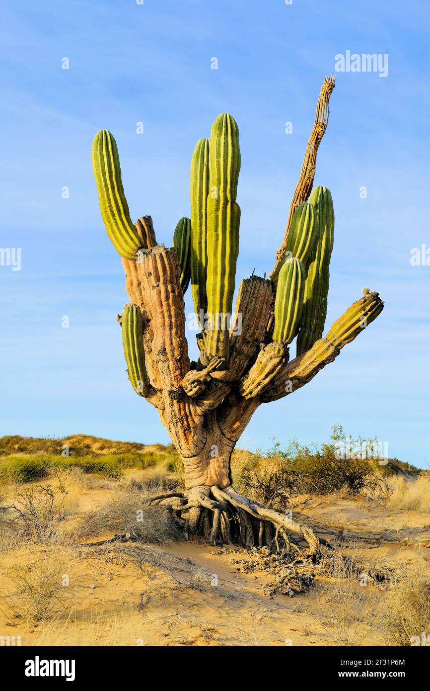 Pachycereus pringlei, il cardon gigante messicano, o cactus elefante che mostra le sue radici, Valle dei Giganti, San Felipe, Baja California, Messico. Foto Stock