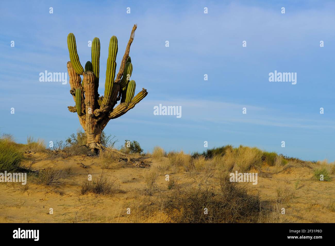 Pachycereus pringlei, il cardon gigante messicano, o cactus elefante che mostra le sue radici, Valle dei Giganti, San Felipe, Baja California, Messico. Foto Stock