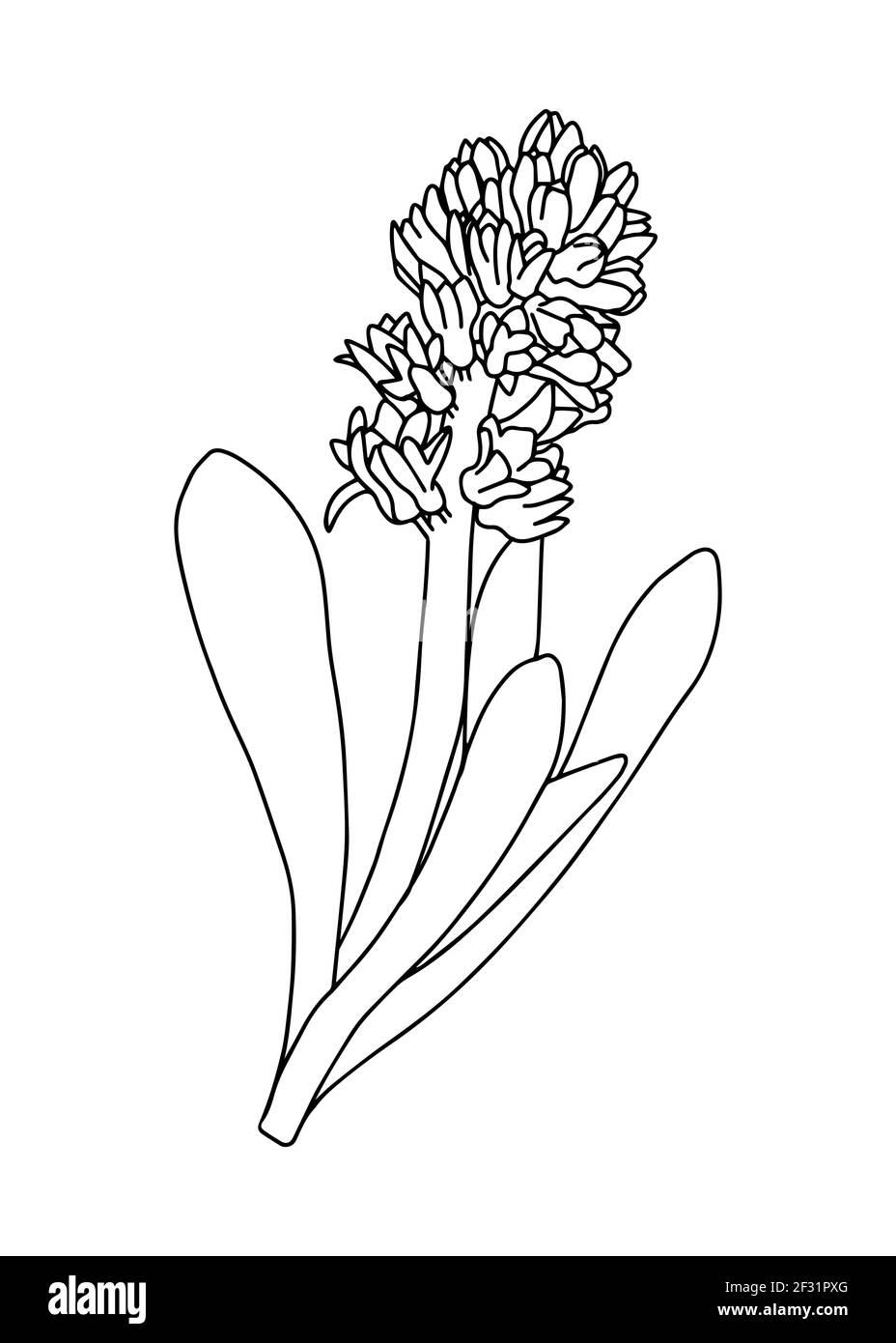 Illustrazione vettoriale di un giacinto. Stile Doodle. Adatto per la progettazione, la stampa, la decorazione, i tessuti, la carta e le colorazioni. Illustrazione Vettoriale