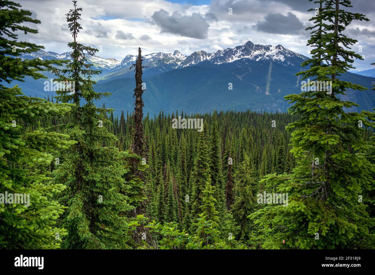 Mount Revelstoke National Park, British Columbia, Canada Foto Stock