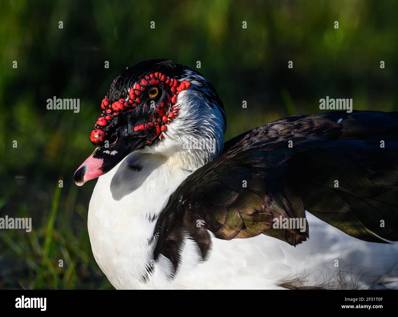 Primo piano di un anatra moscovy (Cairina moschata) vicino a un lago. Houston, Texas, Stati Uniti. Foto Stock