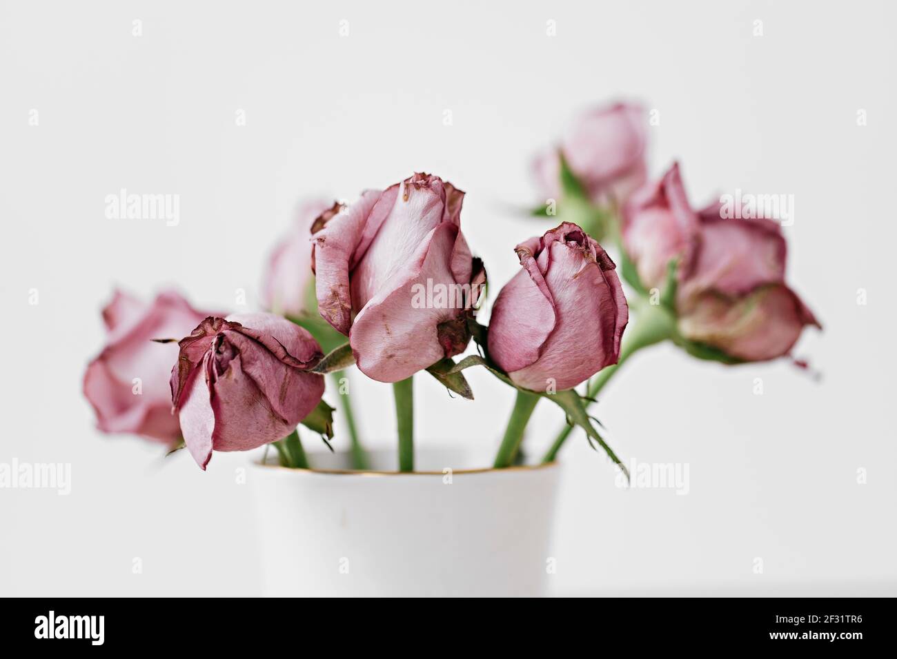 foto a fuoco selettivo di rose secche su sfondo bianco. foto chiave alta con profondità di campo limitata Foto Stock