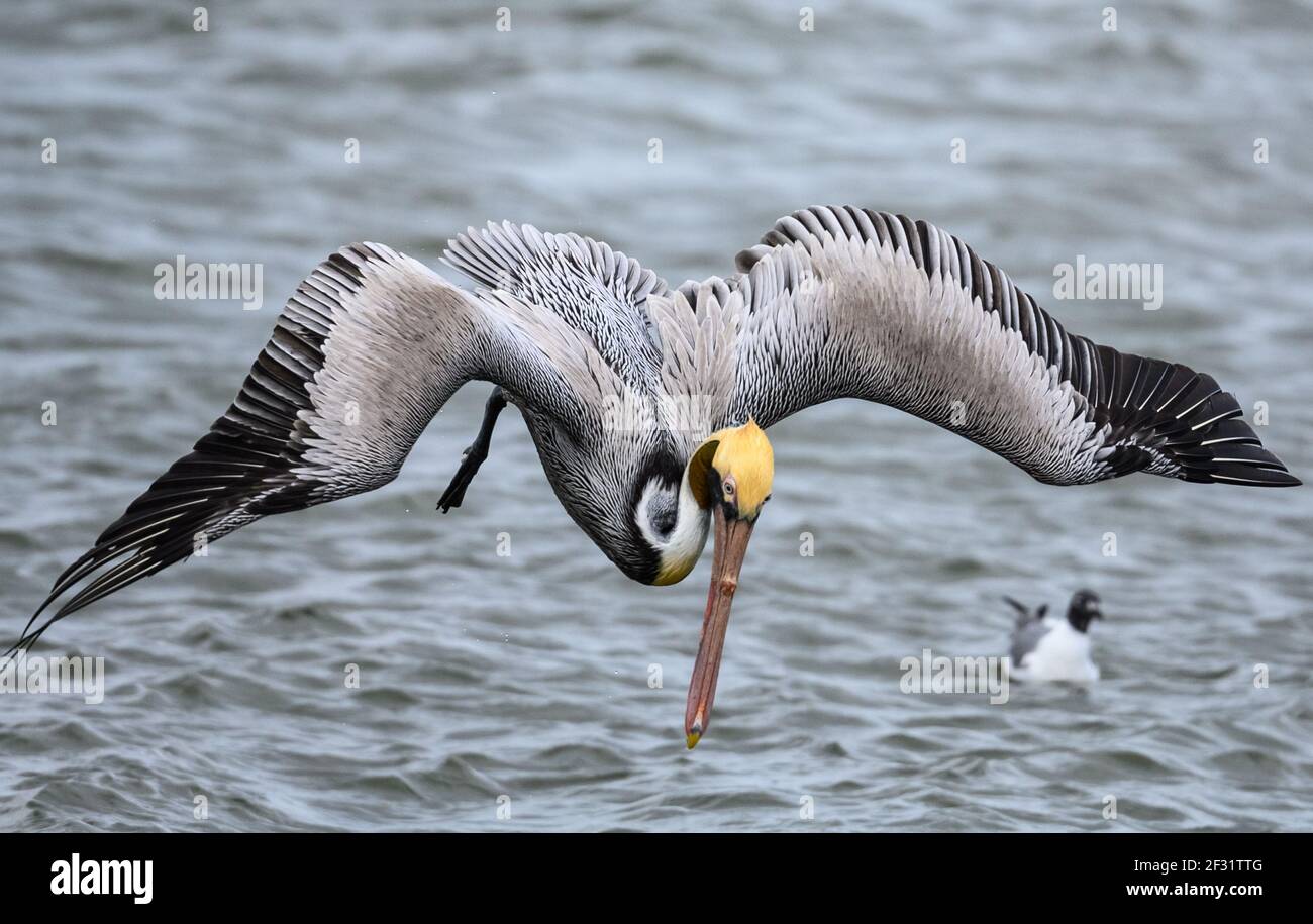 Un bruno Pelican (Pelecanus occidentalis) immersione per il pesce. Houston, Texas, Stati Uniti. Foto Stock