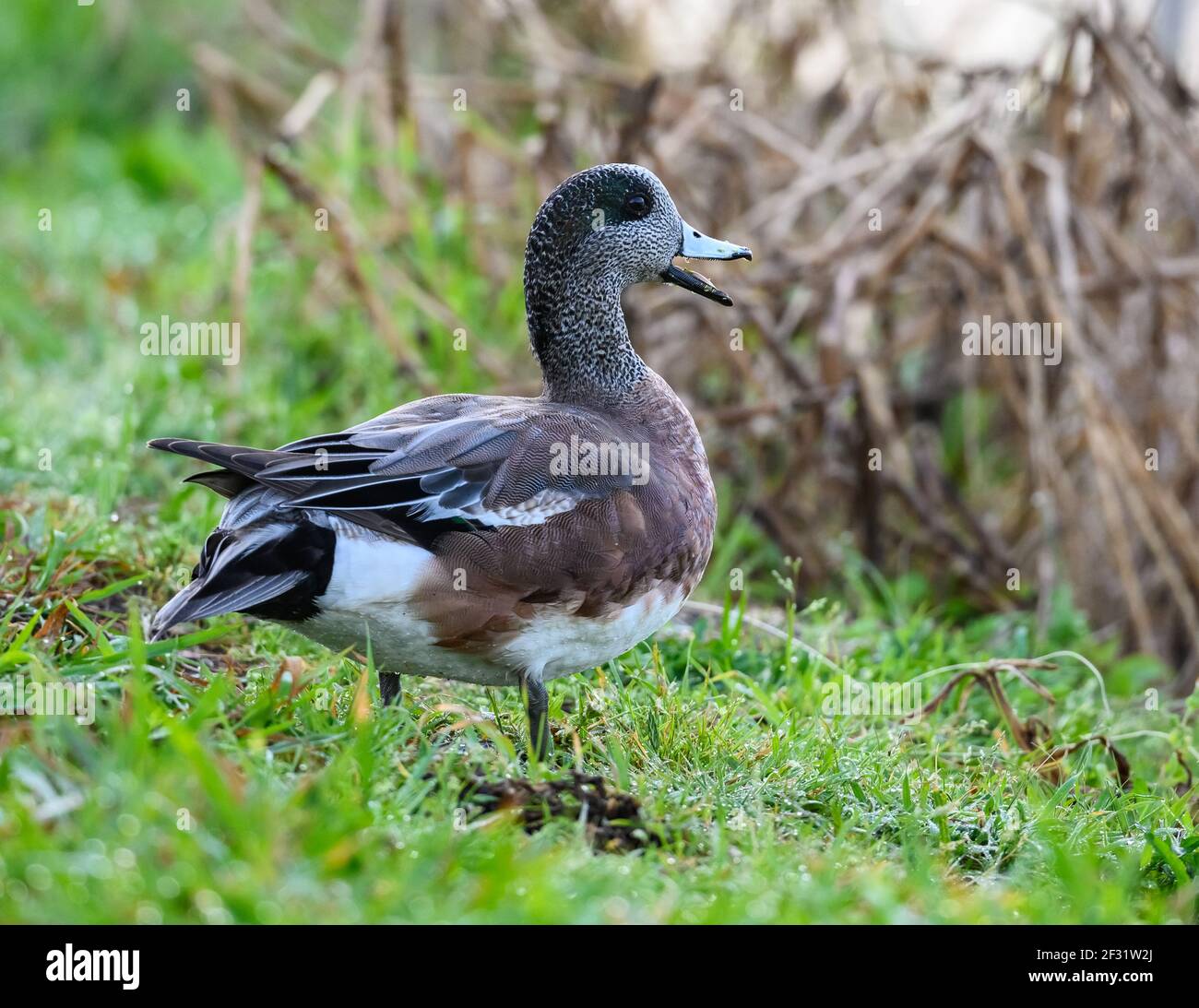 Un maschio americano Wgeon (Marica americana) su erba verde. Houston, Texas, Stati Uniti. Foto Stock