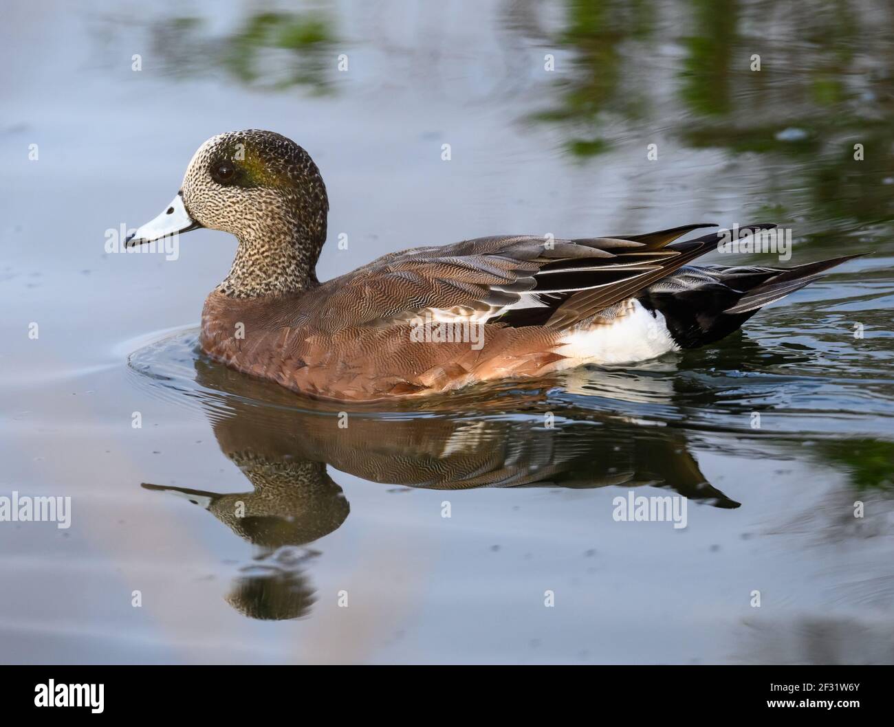 Un maschio American Wgeon (Mareca americana) che nuota in un lago. Houston, Texas, Stati Uniti. Foto Stock