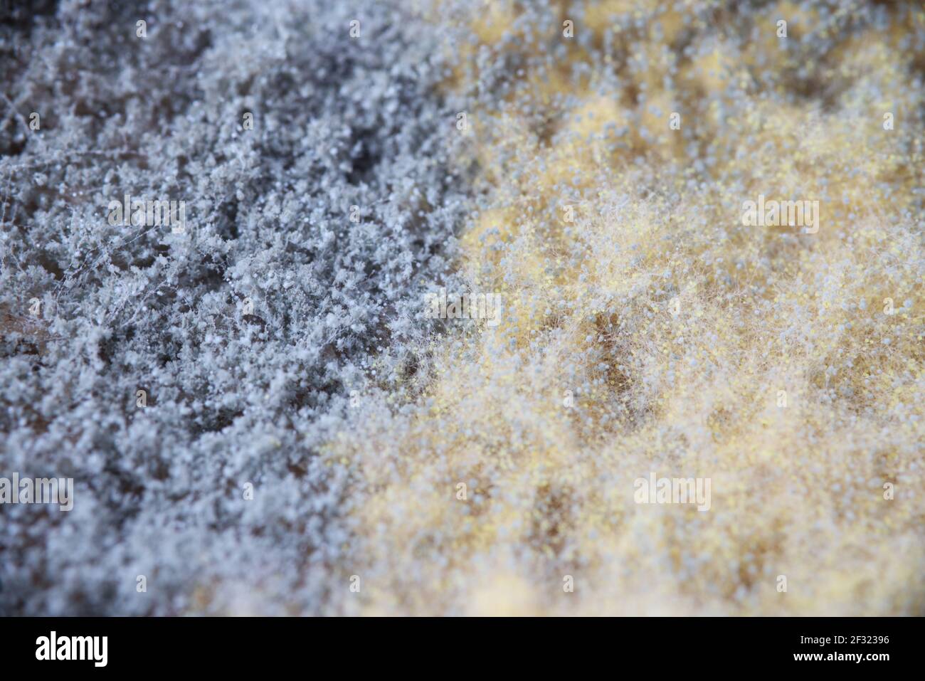 Funghi di muffa e muffa di colore oro-nero-bianco Foto Stock