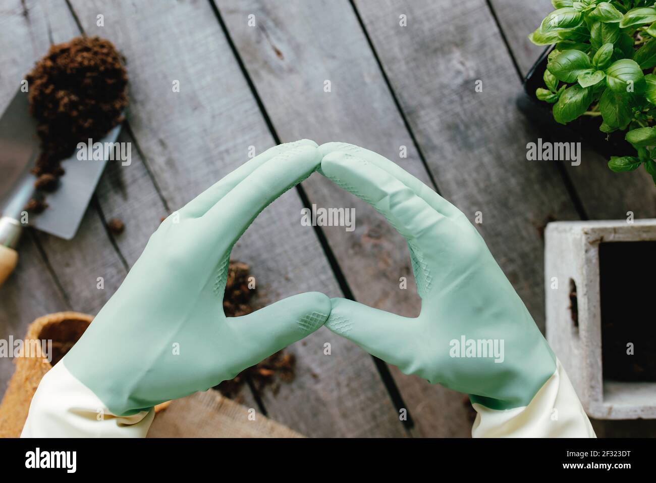 Il concetto di hobby di giardinaggio. Mani in guanti, forma del cuore, pentola ecologica, pianta con sporco, sfondo di legno. Foto di alta qualità Foto Stock