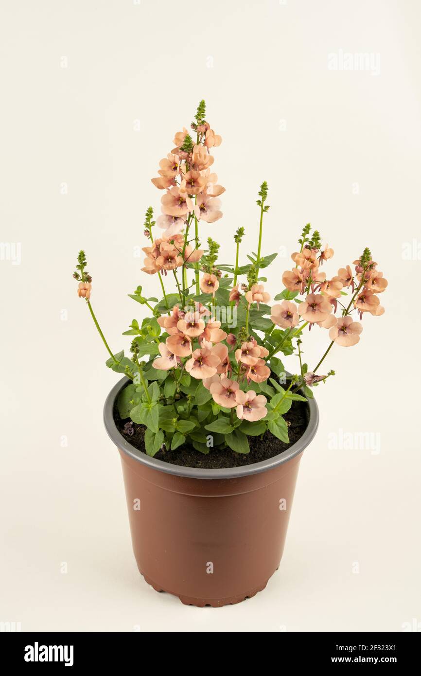 diascia rigescens in vaso con sfondo bianco, vista dall'alto Foto Stock