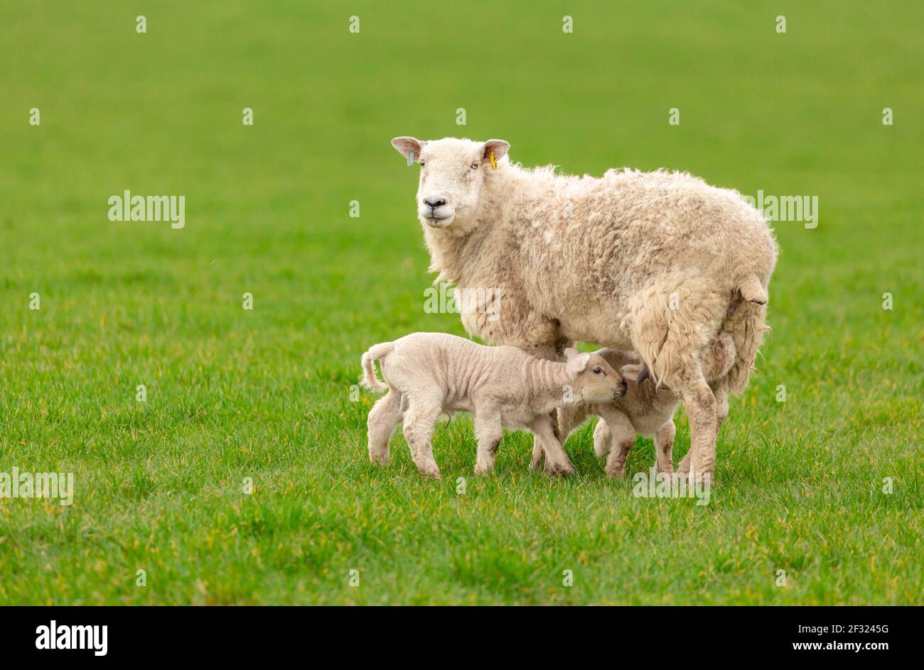 Pecora o pecora femminile in un campo verde lussureggiante con due agnelli gemelli nati che succhiano latte. Primavera. Sfondo pulito. Orizzontale. Spazio per la copia. Yor Foto Stock