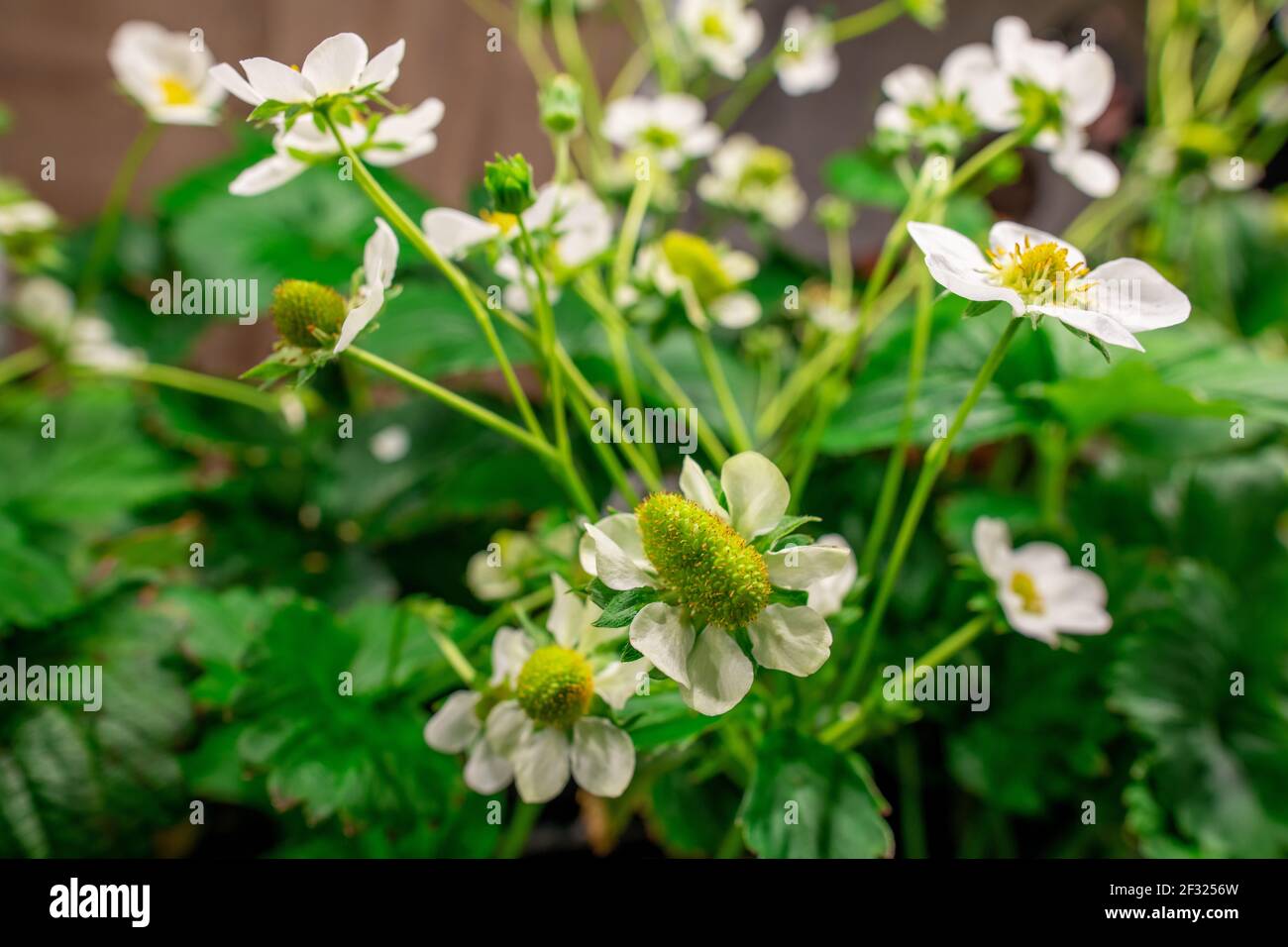 Fioritura di fragole da giardino con foglie verdi e piccole bianche petali che crescono all'interno di una grande azienda agricola verticale contemporanea o di un attico Foto Stock