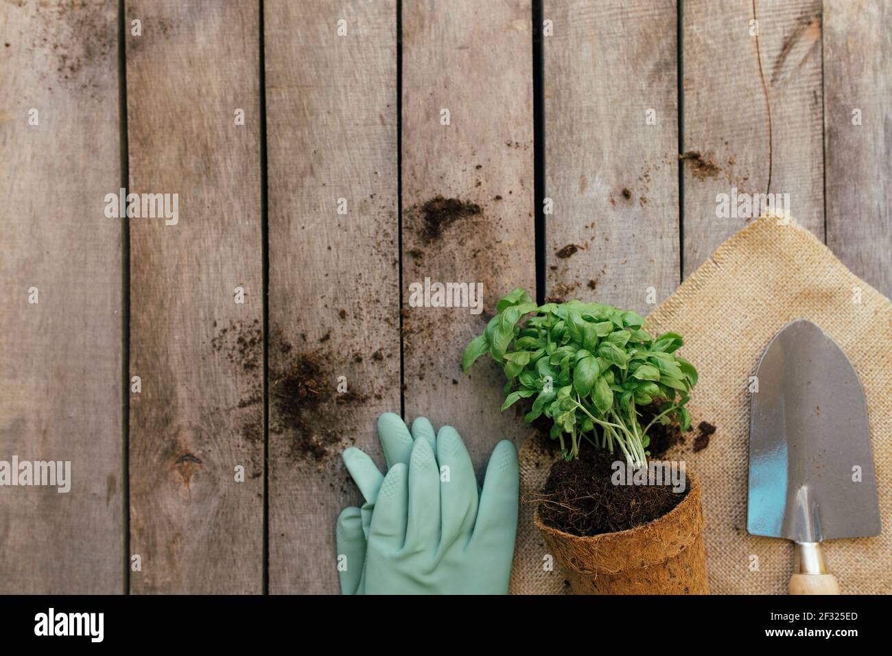 Il concetto di hobby di giardinaggio. Pianta in vaso ecologico, pala e guanti su fondo di legno. Foto di alta qualità Foto Stock