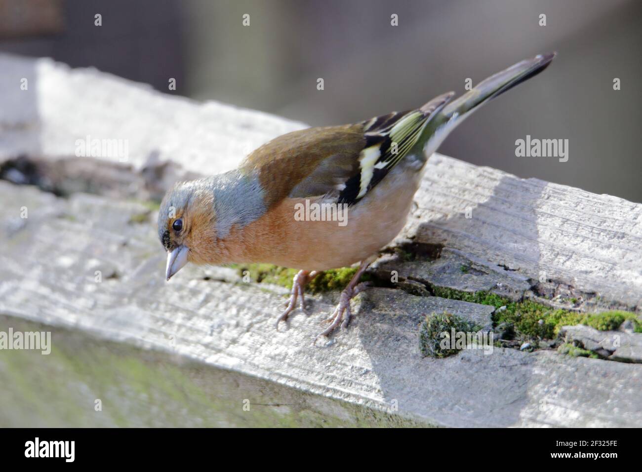 Un Chaffinch (Fringilla coelebs) appollaiato su una guida di recinzione di legno Foto Stock