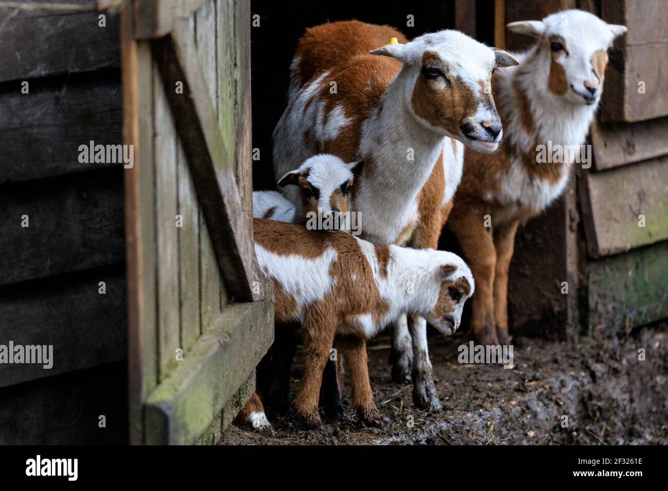 Reken, NRW, Germania. 14 Marzo 2021. Il gregge di pecore camerun accoglie curiosamente i loro visitatori. Gli animali e i visitatori sono chiaramente felici di interagire nuovamente al Frankenhof Wildlife Park di Reken, NRW. I parchi zoologici e faunistico della Renania settentrionale-Vestfalia si sono riaperti gradualmente questa settimana, con alcune restrizioni legate alla covide, come l'obbligo di indossare maschere facciali, per garantire la sicurezza di visitatori e animali. Credit: Imageplotter/Alamy Live News Foto Stock