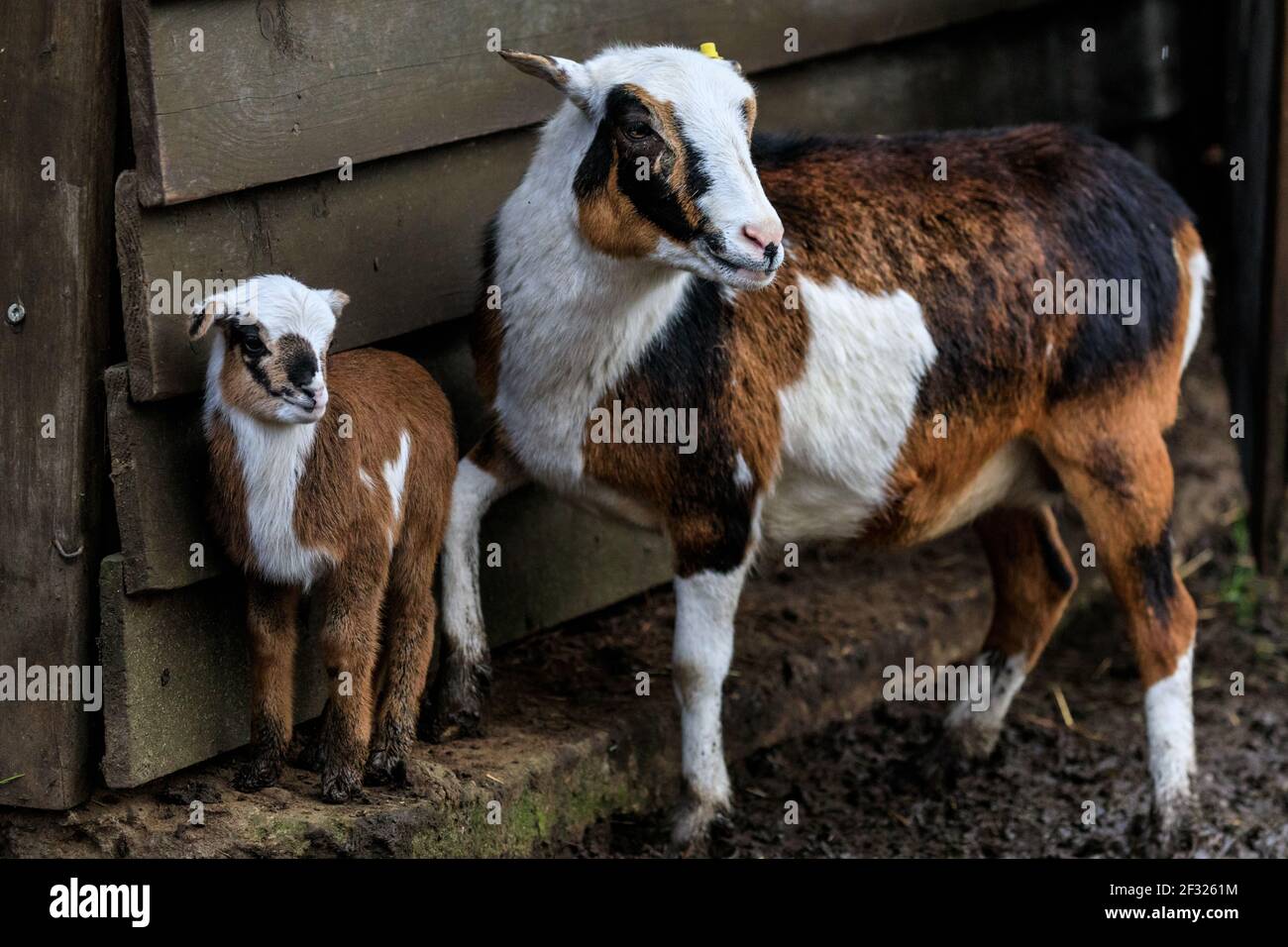 Reken, NRW, Germania. 14 Marzo 2021. Il gregge di pecore camerun accoglie curiosamente i loro visitatori. Gli animali e i visitatori sono chiaramente felici di interagire nuovamente al Frankenhof Wildlife Park di Reken, NRW. I parchi zoologici e faunistico della Renania settentrionale-Vestfalia si sono riaperti gradualmente questa settimana, con alcune restrizioni legate alla covide, come l'obbligo di indossare maschere facciali, per garantire la sicurezza di visitatori e animali. Credit: Imageplotter/Alamy Live News Foto Stock