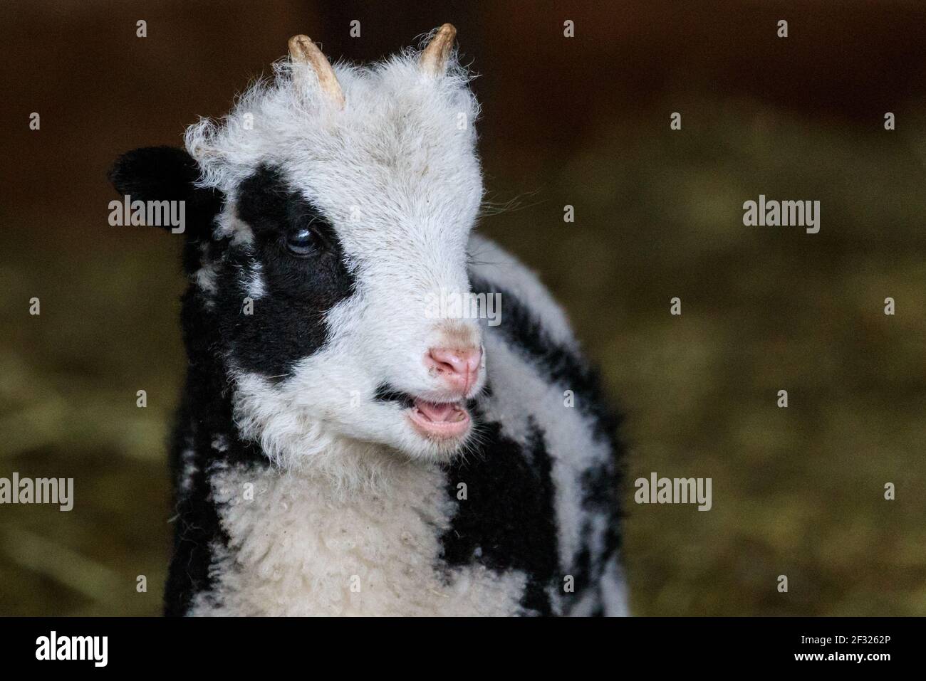 Reken, NRW, Germania. 14 Marzo 2021. Un carino agnello di pecora Jacob esplora il recinto. Gli animali e i visitatori sono chiaramente felici di interagire nuovamente al Frankenhof Wildlife Park di Reken, NRW. I parchi zoologici e faunistico della Renania settentrionale-Vestfalia si sono riaperti gradualmente questa settimana, con alcune restrizioni legate alla covide, come l'obbligo di indossare maschere facciali, per garantire la sicurezza di visitatori e animali. Credit: Imageplotter/Alamy Live News Foto Stock