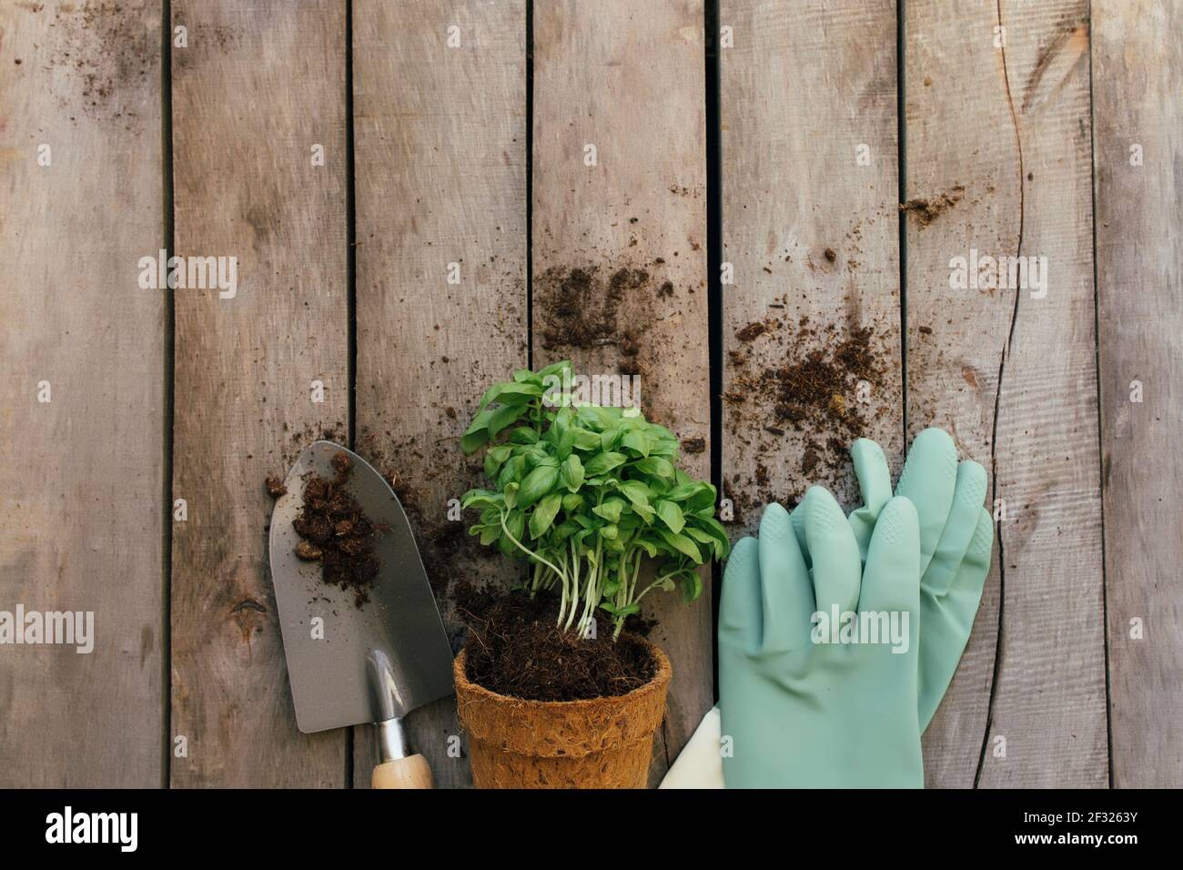 Il concetto di hobby di giardinaggio. Pianta in vaso ecologico, pala e guanti su fondo di legno. Foto di alta qualità Foto Stock