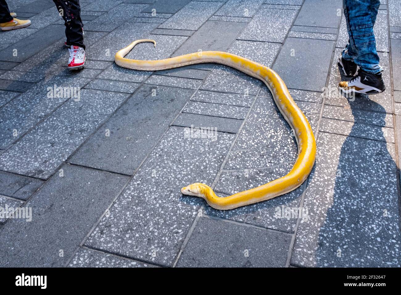 New York, New York, Stati Uniti. 13 Marzo 2021. Times Square NYC è stata una vera giungla urbana come questo 6 piedi giallo Boa scivolato sul marciapiede nel Crossroads del mondo come il suo proprietario ha cercato di convincere i clienti a posare con il serpente per soldi. Credit: Milo Hess/ZUMA Wire/Alamy Live News Foto Stock