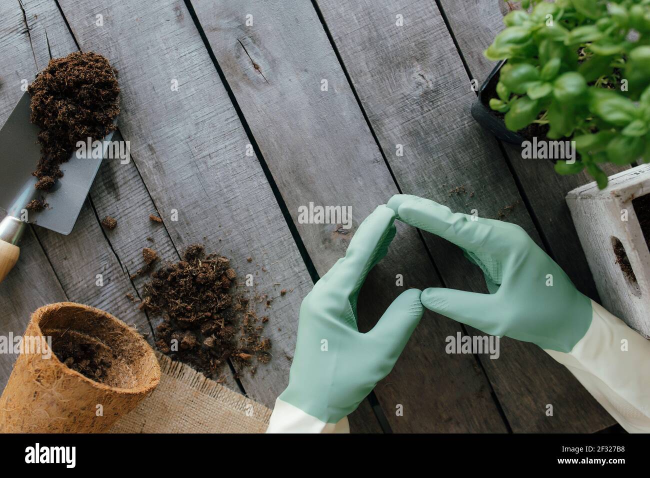 Il concetto di hobby di giardinaggio. Mani in guanti, forma del cuore, pentola ecologica, pianta con sporco, sfondo di legno. Foto di alta qualità Foto Stock