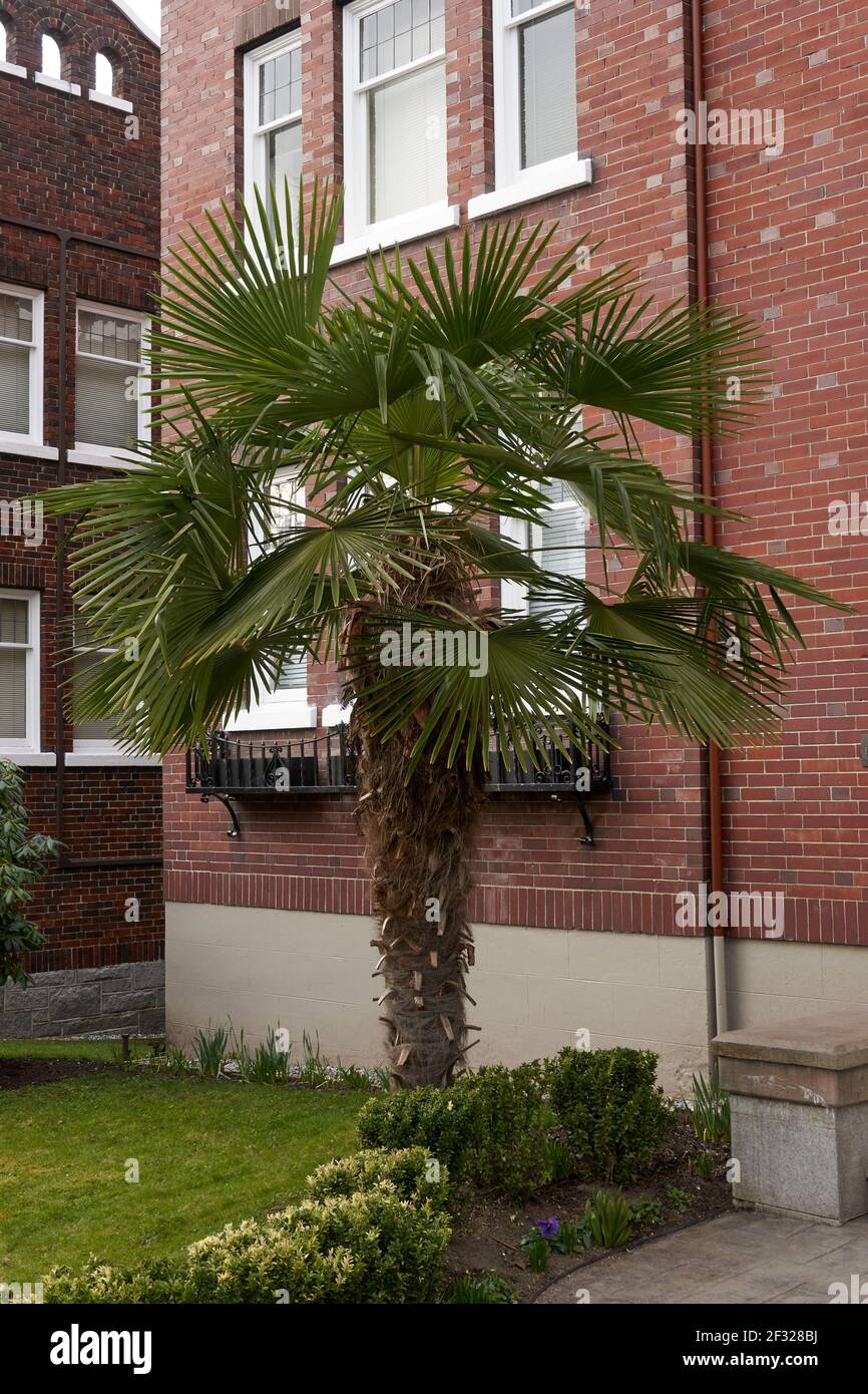 Windmill Palm tree (Trachycarpus Fortunei) o Chusan palma che cresce fuori di un edificio di appartamenti a Vancouver, British Columbia, Canada Foto Stock