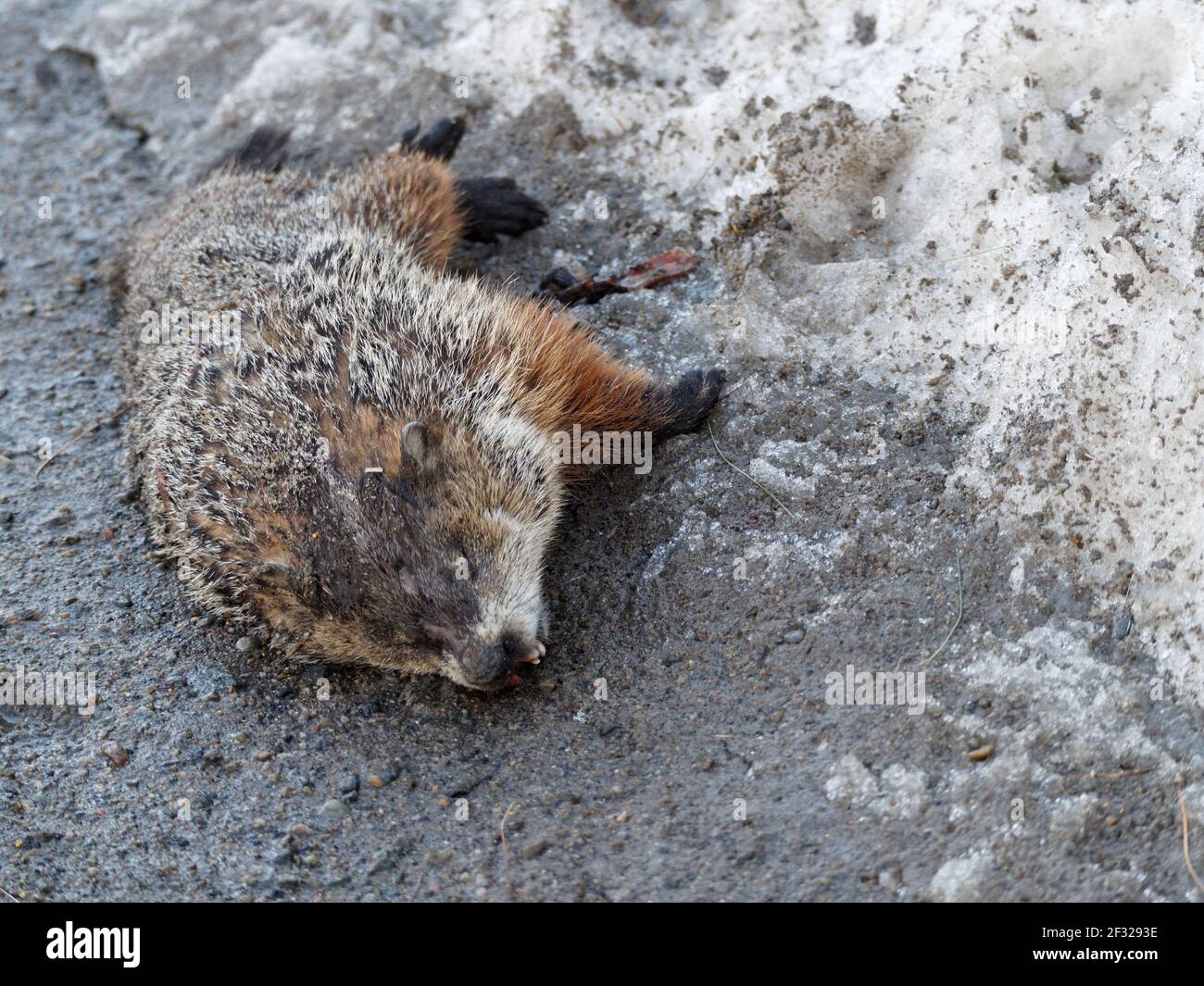 Un punto morto sulla spalla della strada. Quebec, Canada Foto Stock