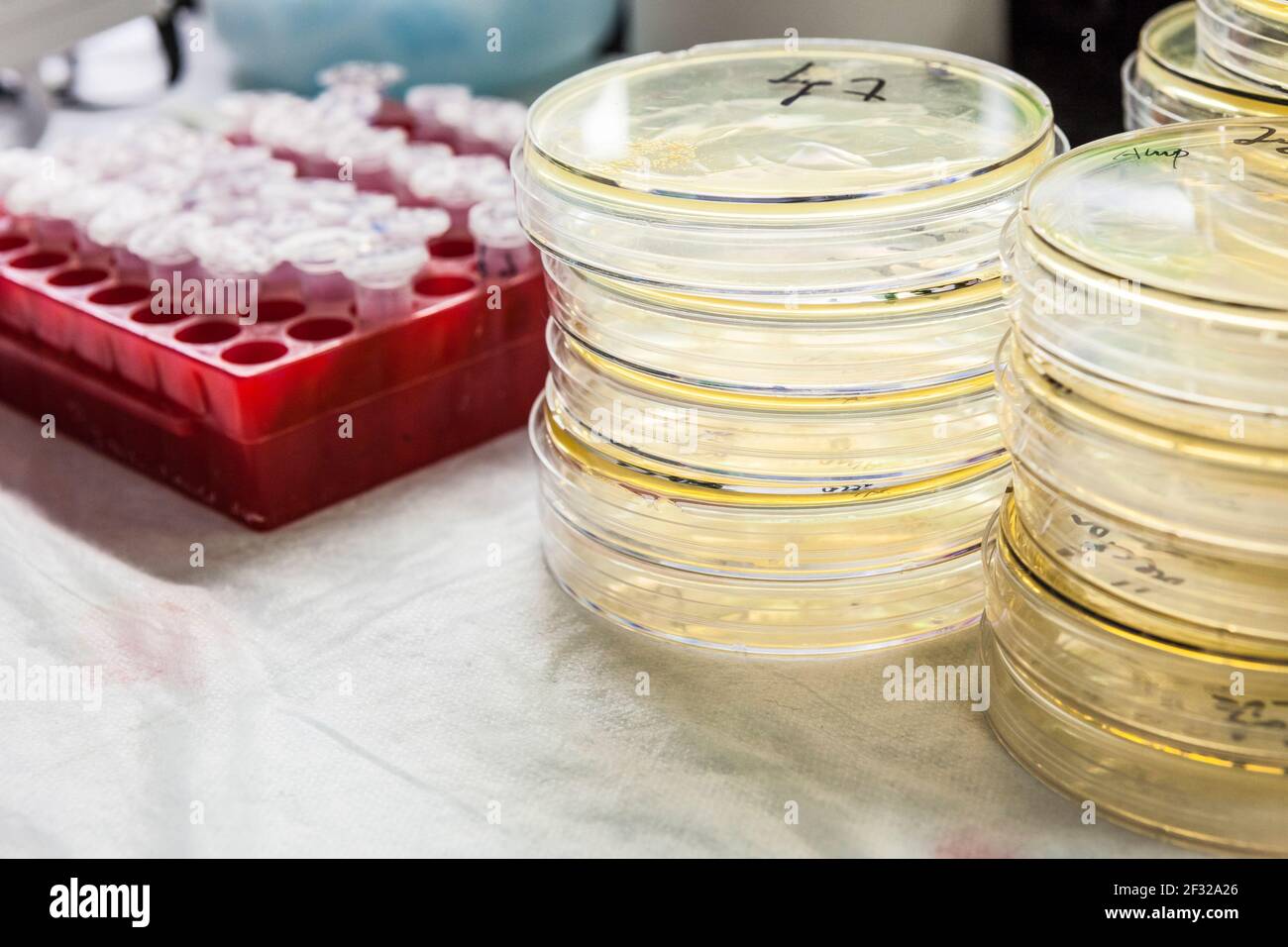 Laboratorio di ricerca banco, Montreal Neurological Institute(Neuro), Montreal, Quebec Foto Stock