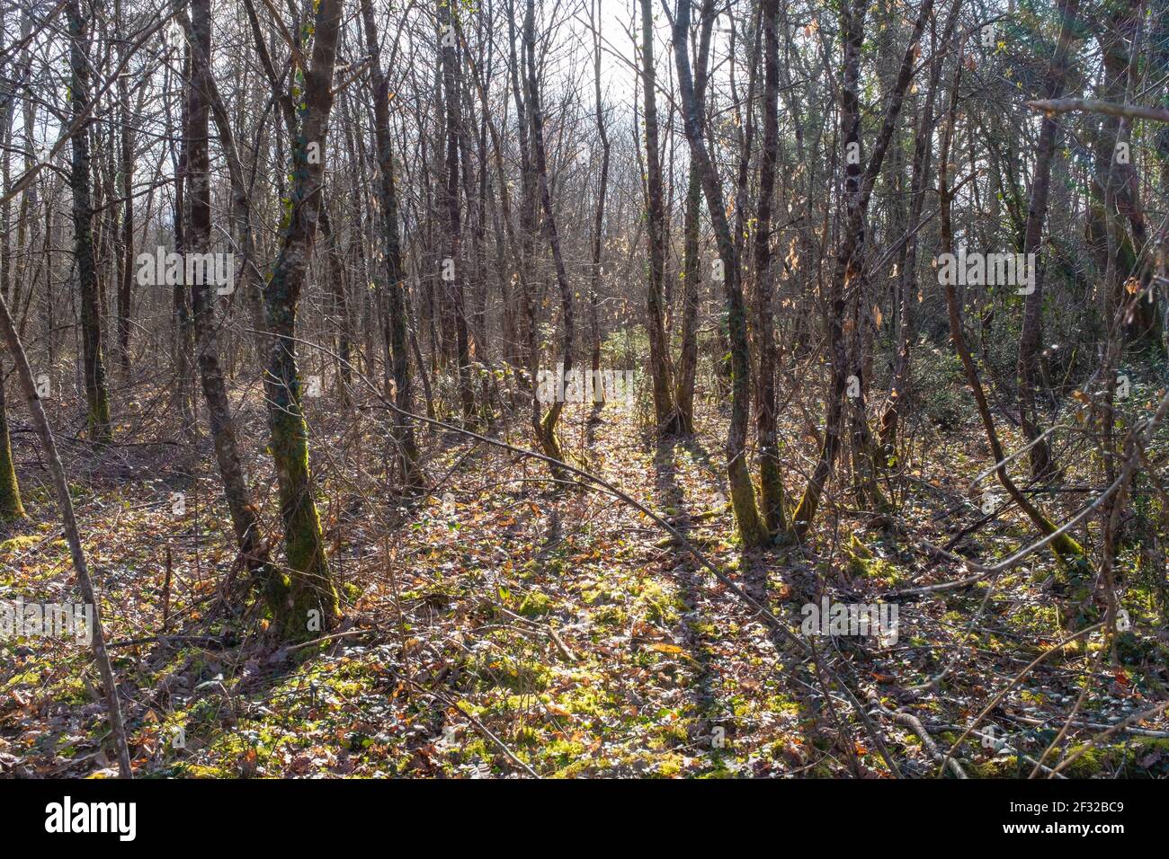 Luce del sole in una foresta in inverno in Francia, preso contro la luce Foto Stock