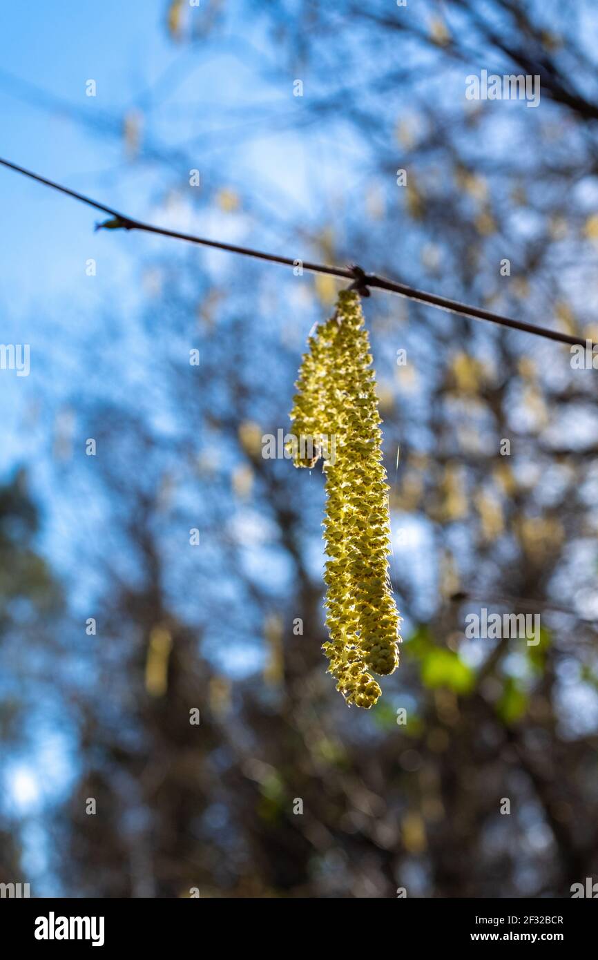 Sole che splende attraverso fiori di nocciolo. Preso nel tardo inverno con sfondo sfocato Foto Stock