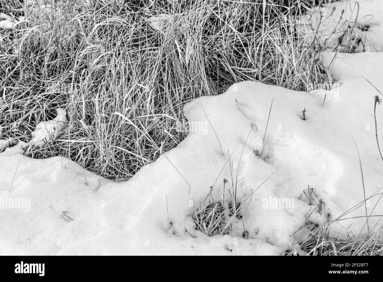 Natura reale erba secca sotto neve nera e bianca a. giorno nuvoloso Foto Stock
