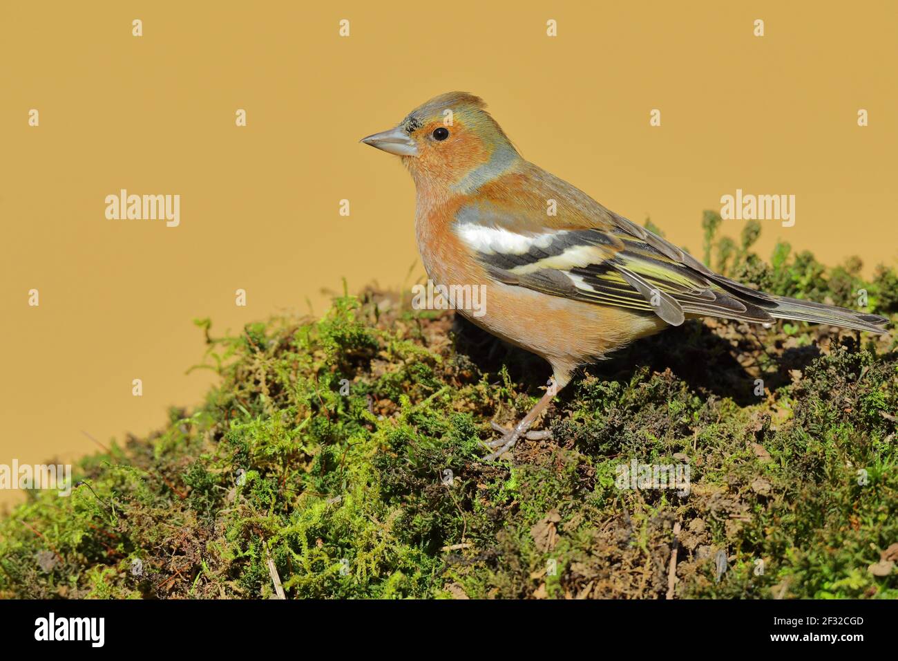 Chaffinch comune (Fringilla coelebs), maschio in piombo di accoppiamento, foraggio a terra, Wilden, Renania settentrionale-Vestfalia, Germania Foto Stock
