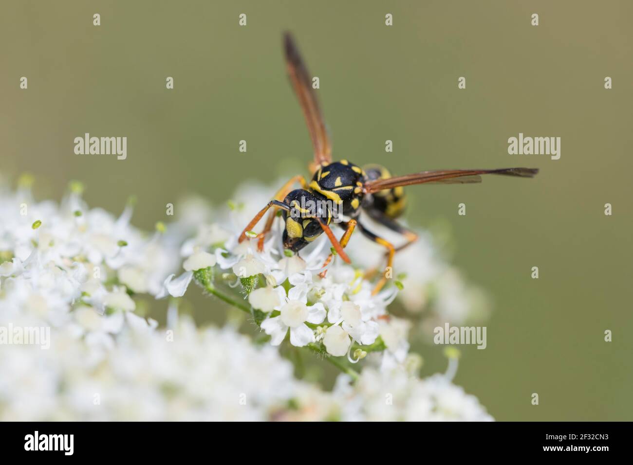 Casa campo wasp (Polistes dominula), su fiore cumbel, bassa Sassonia, Germania Foto Stock