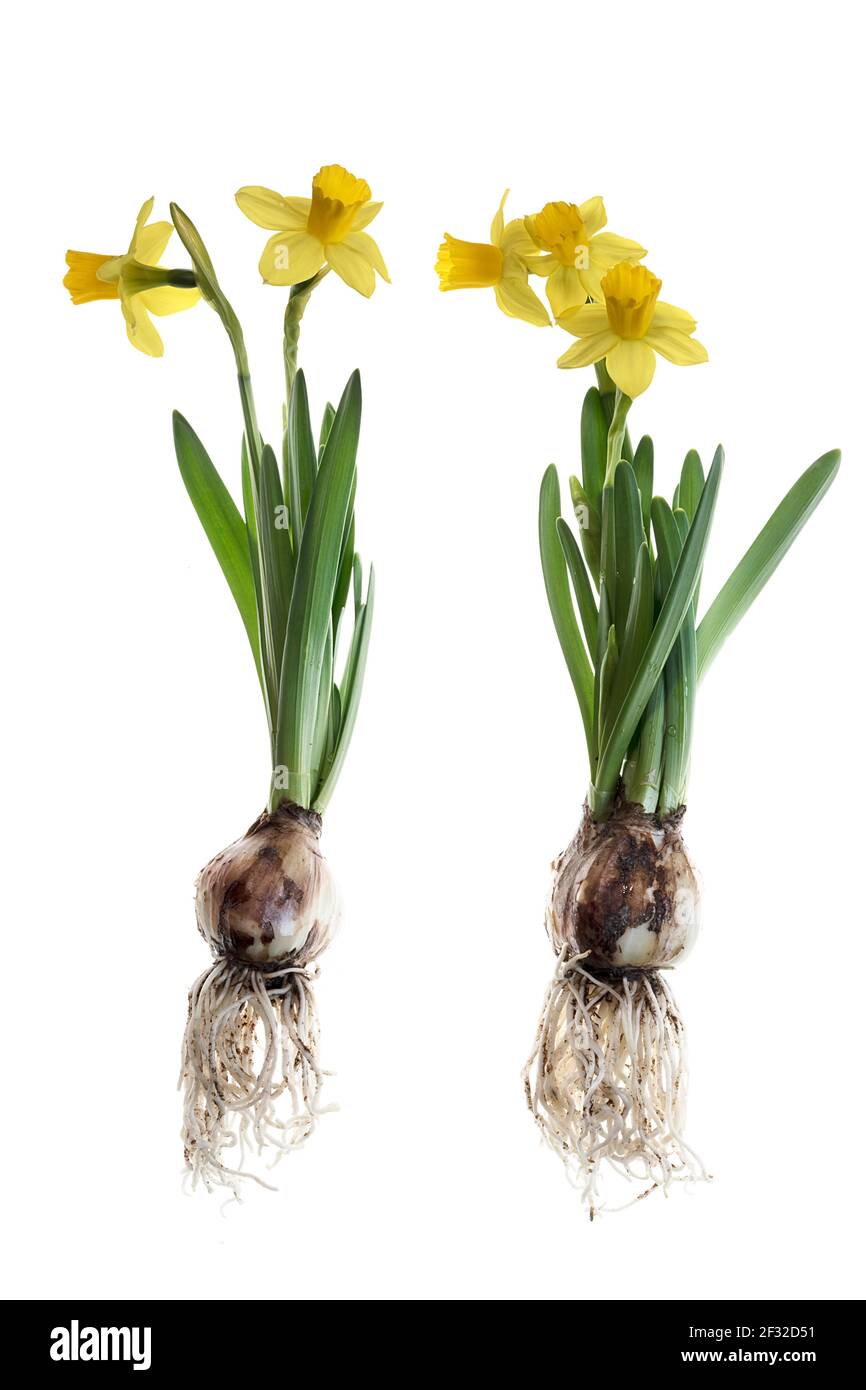 Daffodils (Narcissus) su sfondo bianco, Germania Foto Stock