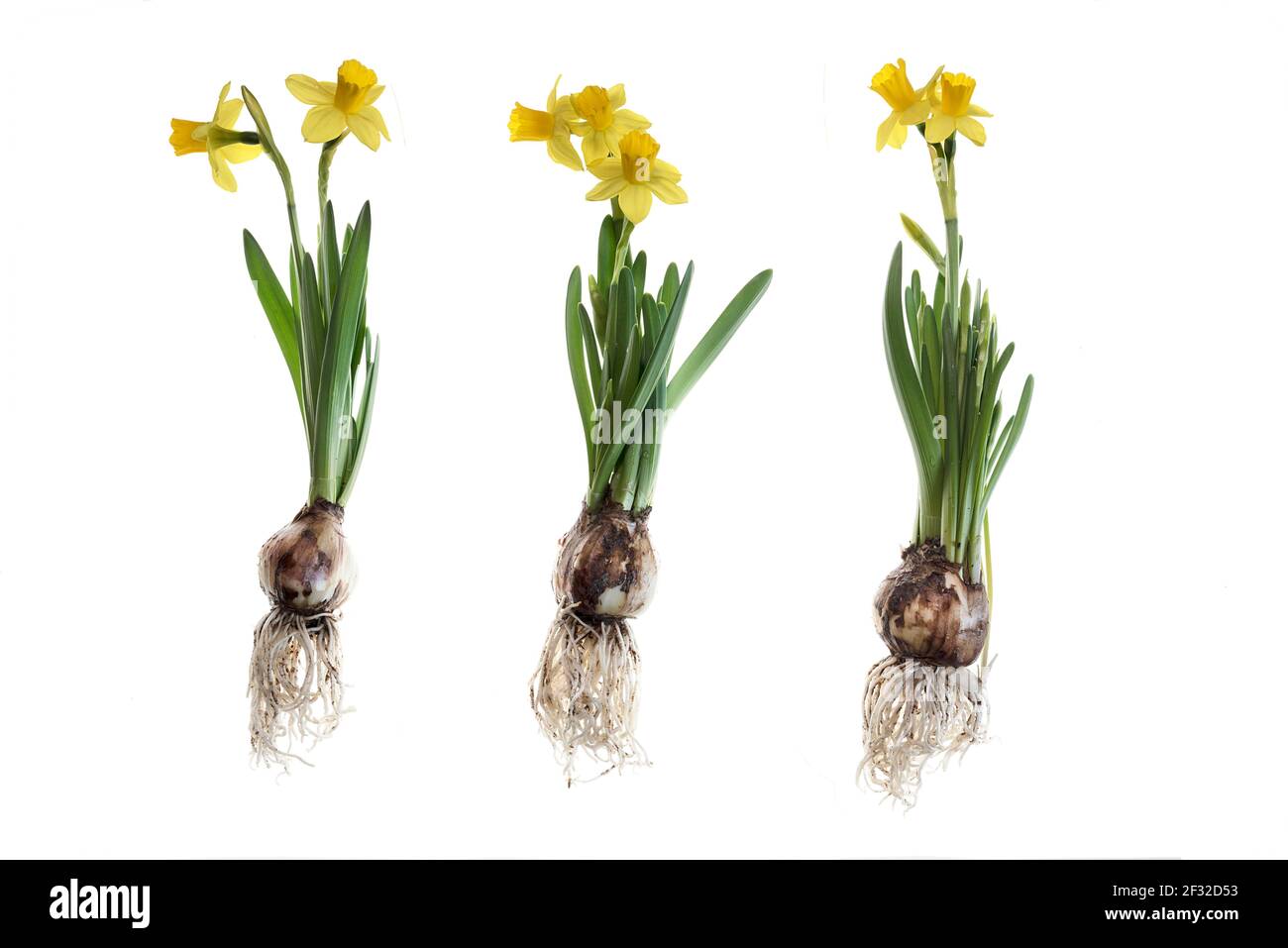 Daffodils (Narcissus) su sfondo bianco, Germania Foto Stock