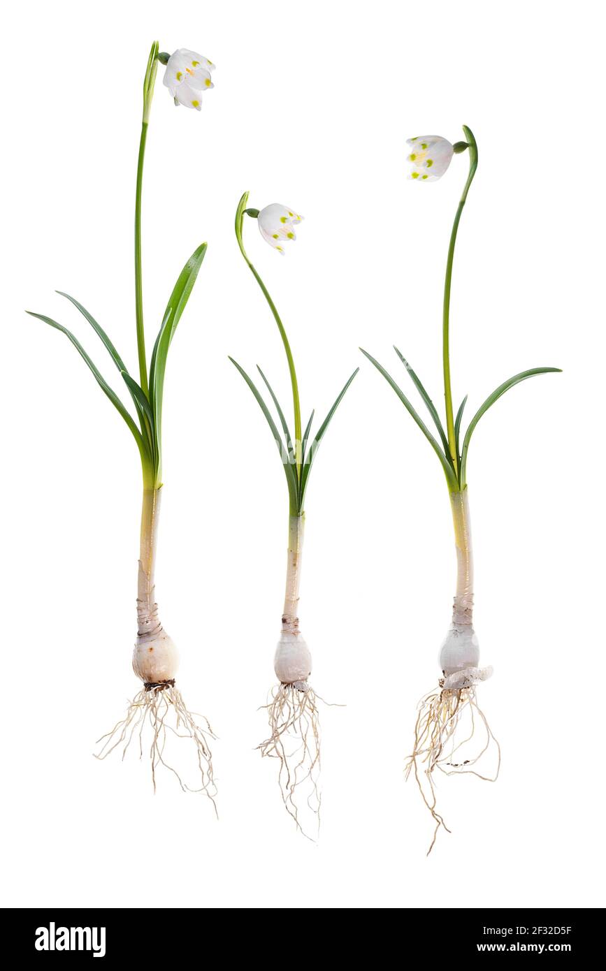 Fiocco di neve primaverile (Leucojum vernum) su terreno bianco, Germania Foto Stock