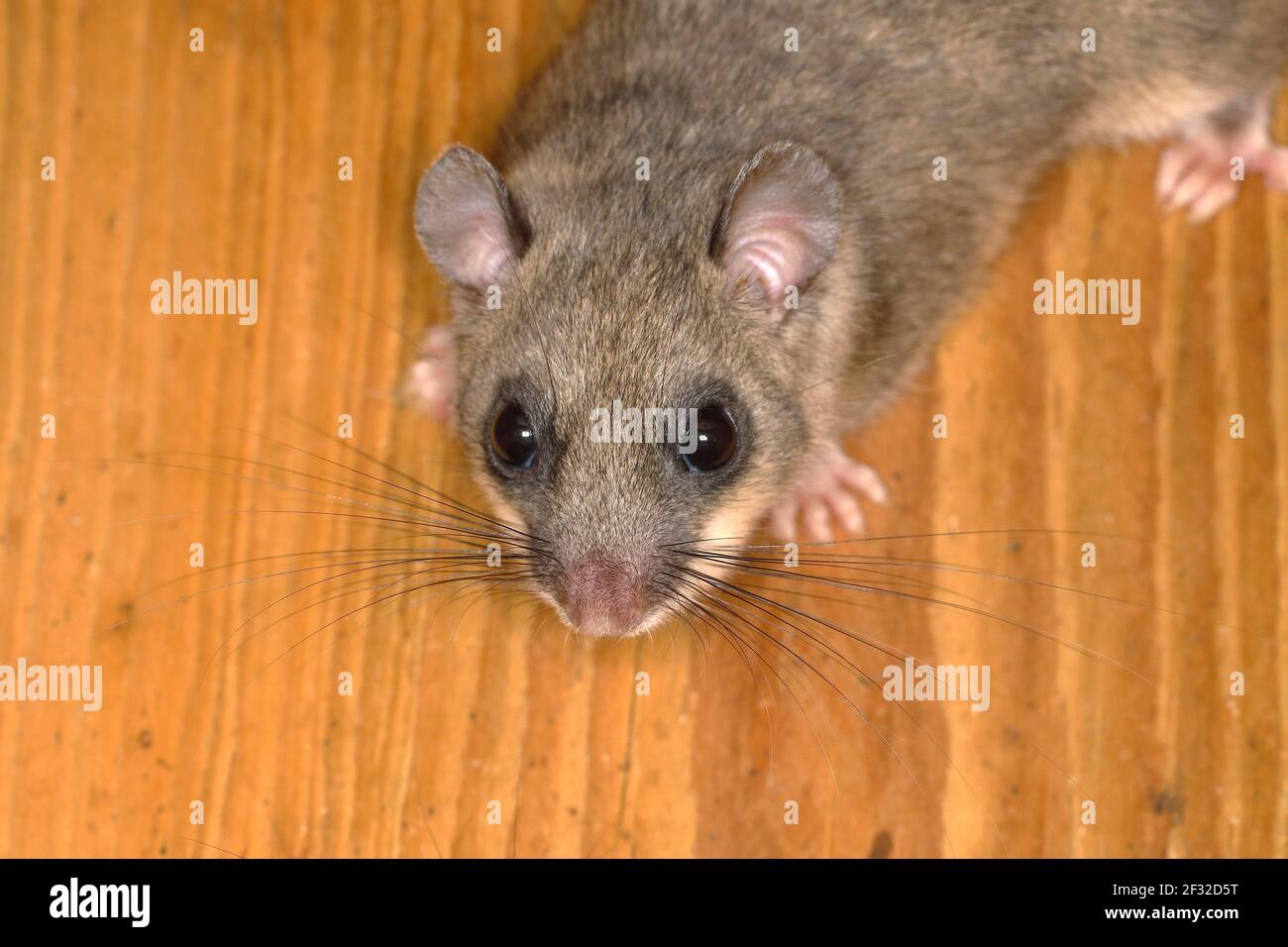 Dormouse commestibile (Glis glis) adulto, portraid, arrampicata in scatola di nido d'uccello, Siegerland, Nord Reno-Westfalia, Germania Foto Stock