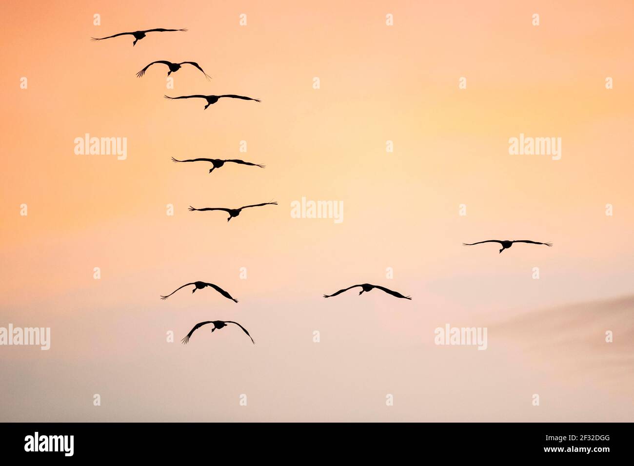 Gru comune (Grus grus), piccolo gregge in volo al tramonto, Gartz, Lower Oder Valley National Park, Brandeburgo, Germania Foto Stock