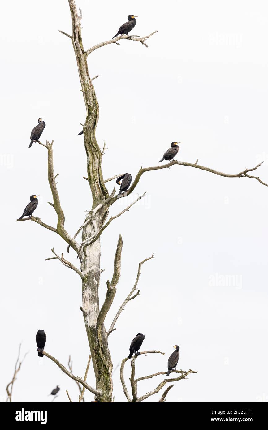 Grande cormorano (Phalacrocorax carbo), uccelli di riposo su un albero morto, Anklamer Stadtbruch riserva naturale, Anklam, Meclemburgo-Pomerania occidentale Foto Stock