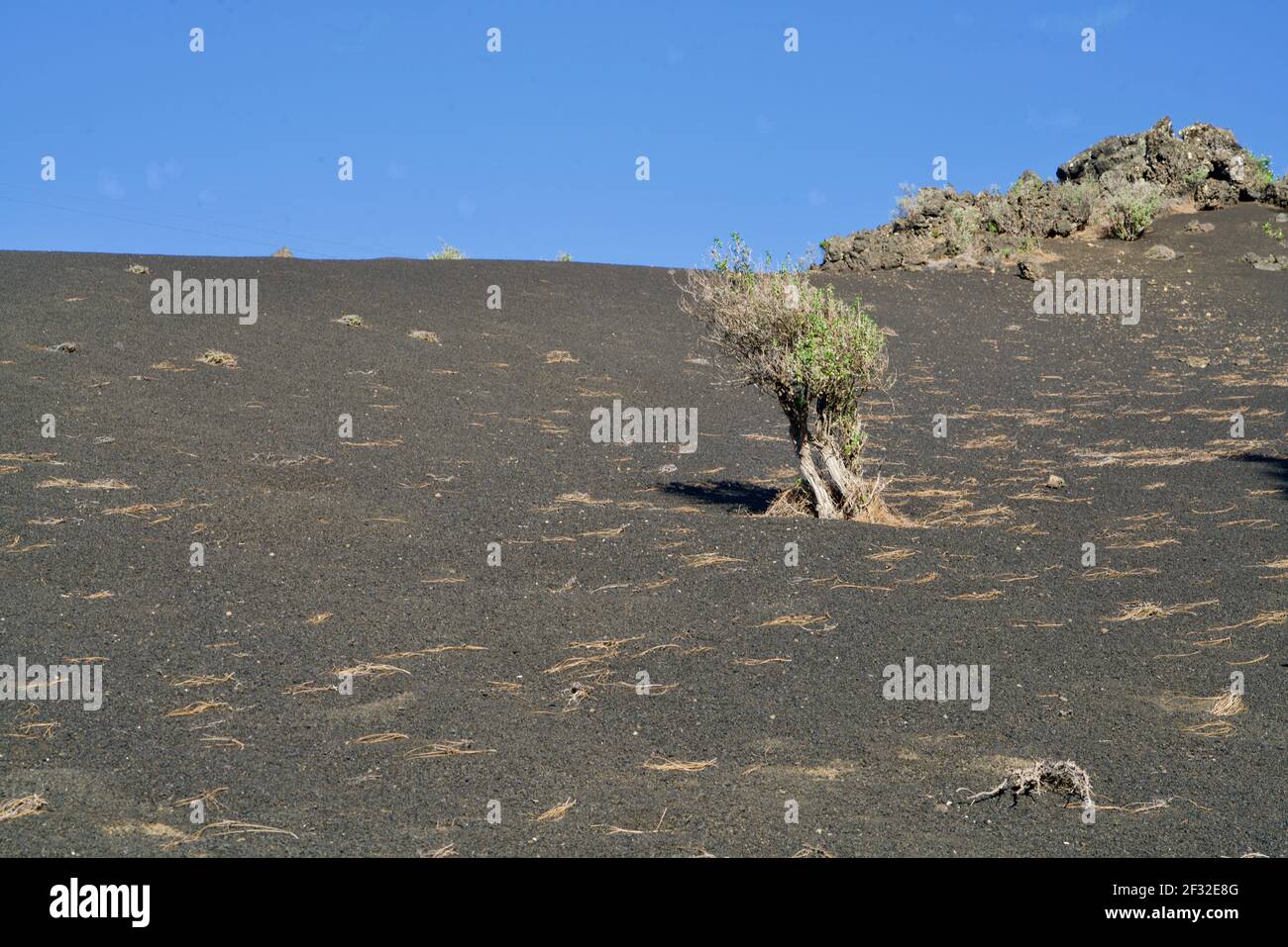 Deserto vulcanico di la Palma Foto Stock